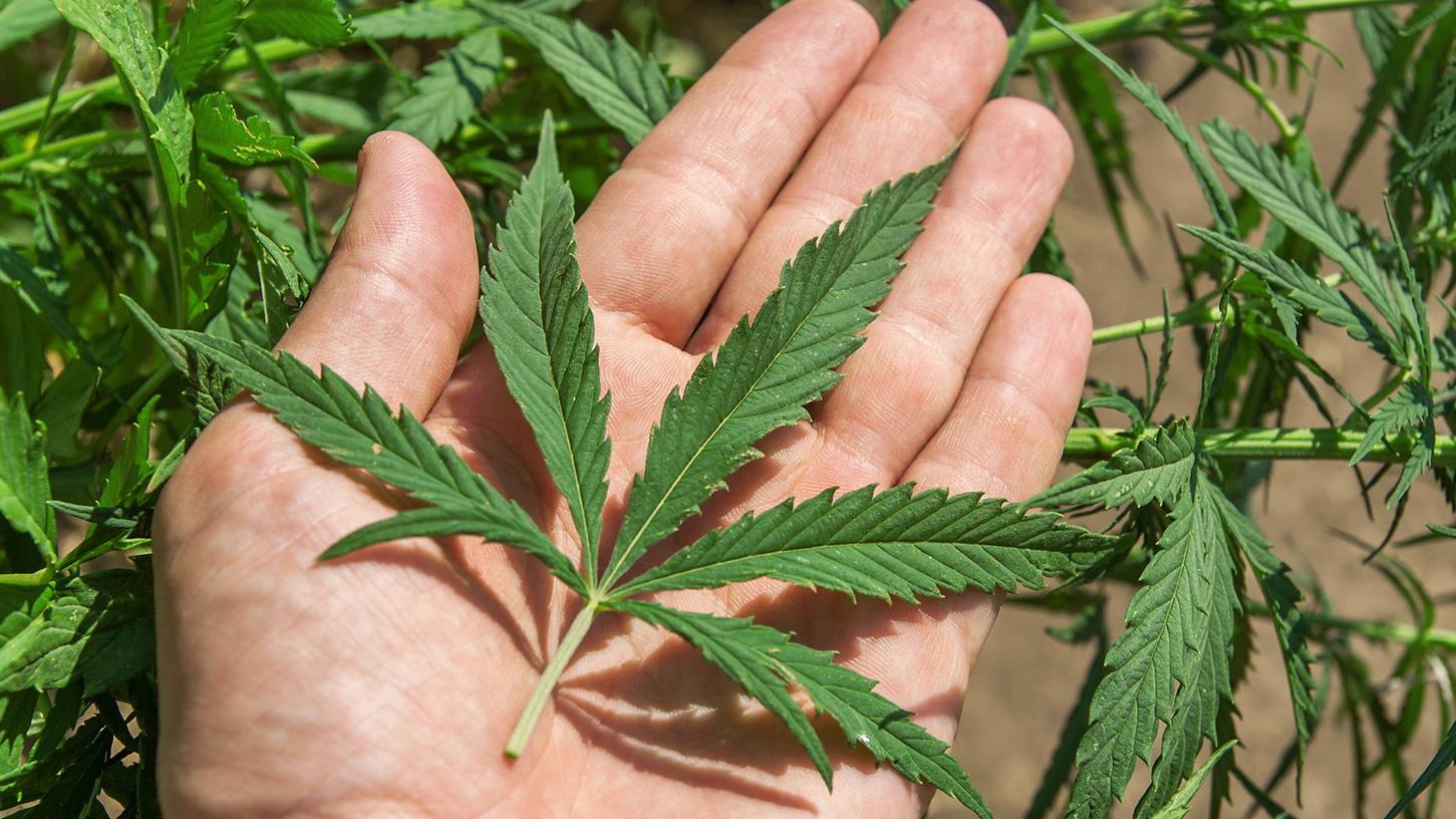 Der 82-Jährige musste wegen seines Marihuana-Handels vor das Landgericht Aurich. (Symbolbild) Der 82-Jährige musste wegen seines Marihuana-Handels vor das Landgericht Aurich. (Symbolbild)
