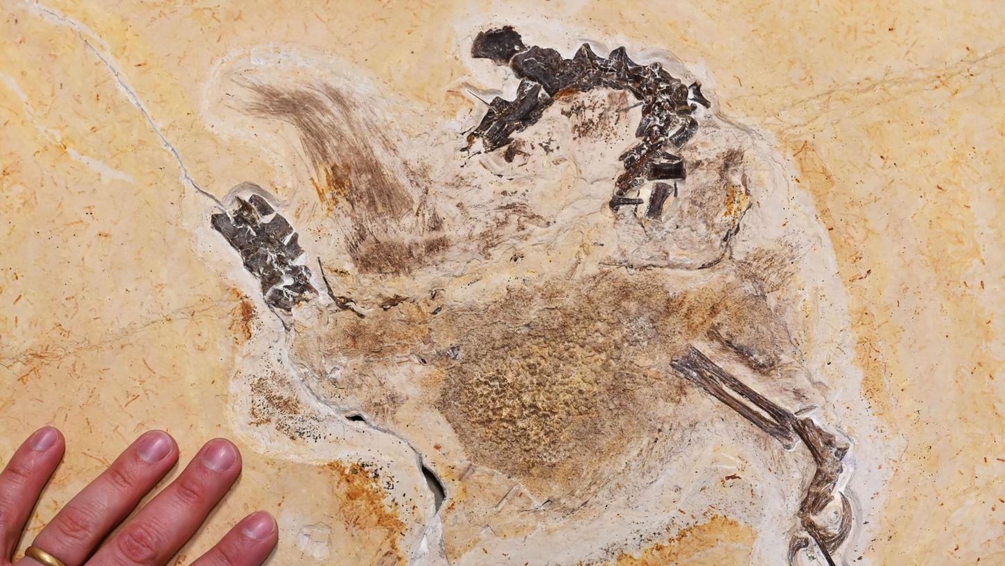 Im Staatlichen Museum für Naturkunde Karlsruhe wird das Fossil eines "Ubirajara jubatus" Sauriers gezeigt. Das wohl unrechtmäßig nach Baden-Württemberg gebrachte Fossil ist inzwischen zurück in Brasilien.