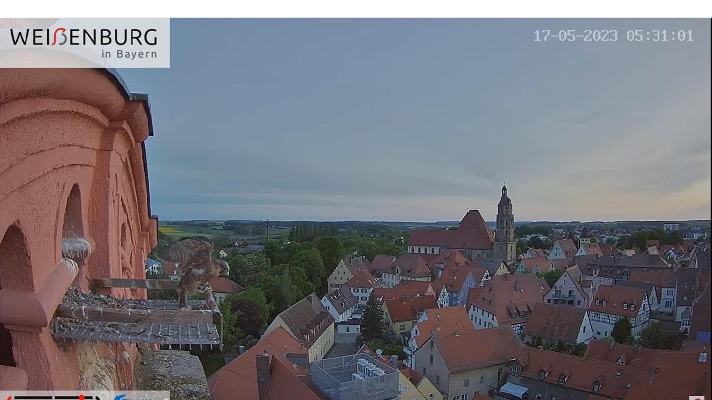 Wanderfalkenjunge Spitalturm Wanderfalkenjunge Spitalturm