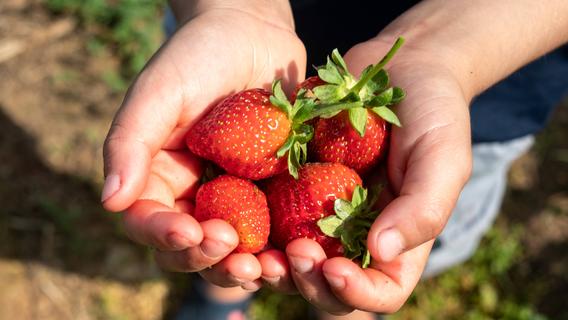 Fünf Gründe, warum Sie jetzt täglich Erdbeeren essen sollten