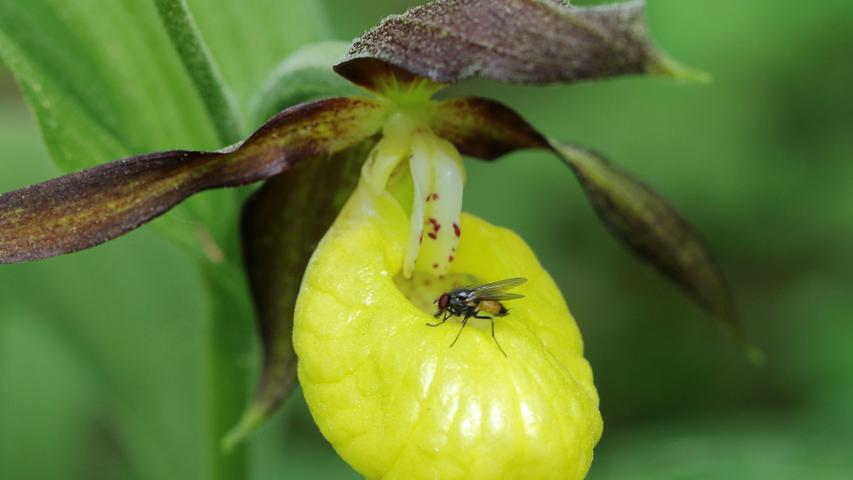 Eine Frauenschuh-Orchidee lockt ein Insekt mit ihrer leuchtend gelben und duftenden Blüte. Krabbelt das Insekt in den „Schuh“, machen die glatten Wände im Inneren der Kesselfalle ein Entkommen erst einmal un­mög­lich. Mehr Leserfotos finden Sie hier