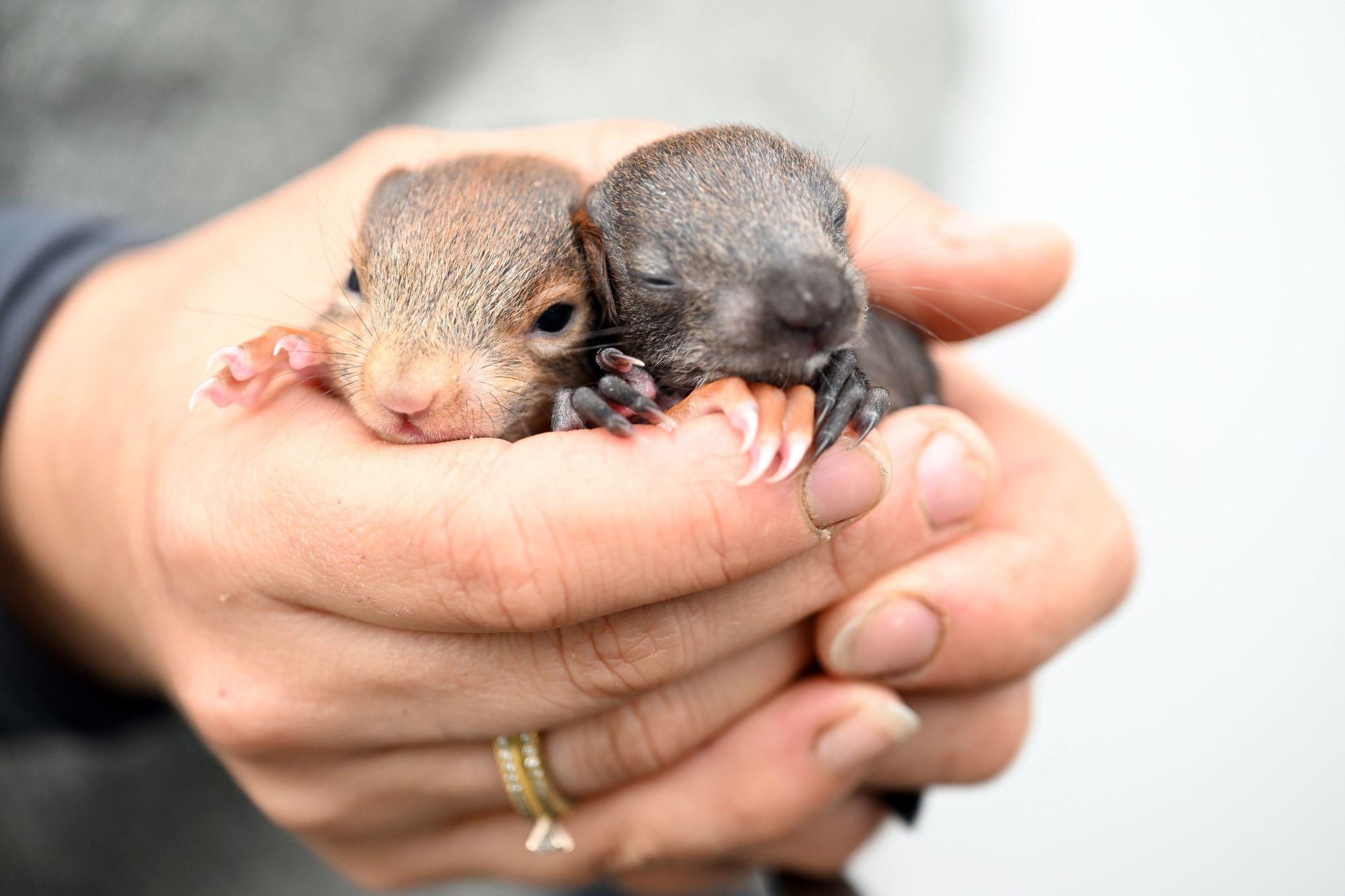 Eichhörnchen aus Nest gefallen Was sollten Sie tun?