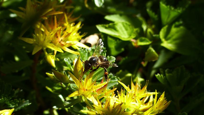 Ein einzelner Sonnenstrahl bricht durch die Blätter und bescheint eine Biene auf Nektarsuche.  Mehr Leserfotos finden Sie hier