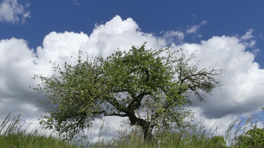 Eine gewaltige Wolkenformation lässt den Baum in den Vordergrund rücken. Mehr Leserfotos finden Sie hier