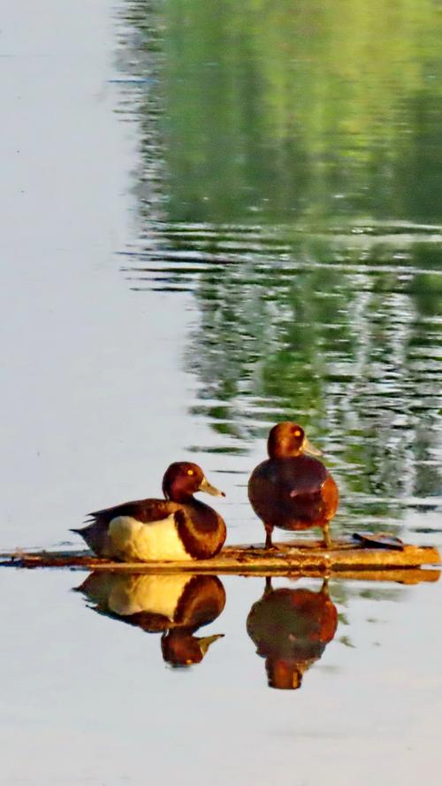 Stand-up-paddling ist derzeit eine beliebte Sportart und scheint auch bei den beiden Enten auf dem Dechsendorfer Weiher gut anzukommen. Mehr Leserfotos finden Sie hier