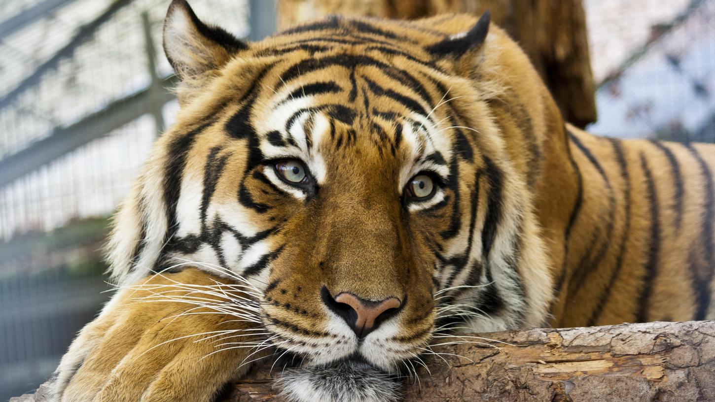 Boris ist der größte der drei Tiger, die aktuell im Raubtier- und Exotenasyl leben.