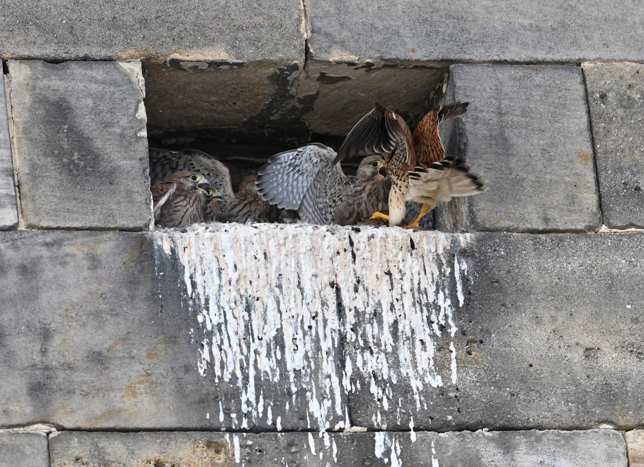 "Am Nachmittag war ich noch in Ebermannstadt und habe mich nach den Falken umgesehen. Es geht ihnen sehr gut. Sie sind schon fast so groß wie die Eltern und werden auch noch gefüttert. Beweisfoto anbei", schreibt uns unser Leser Martin Landeck. Wir danken für das tolle Bild.