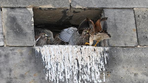 "Am Nachmittag war ich noch in Ebermannstadt und habe mich nach den Falken umgesehen. Es geht ihnen sehr gut. Sie sind schon fast so groß wie die Eltern und werden auch noch gefüttert. Beweisfoto anbei", schreibt uns unser Leser Martin Landeck. Wir danken für das tolle Bild.