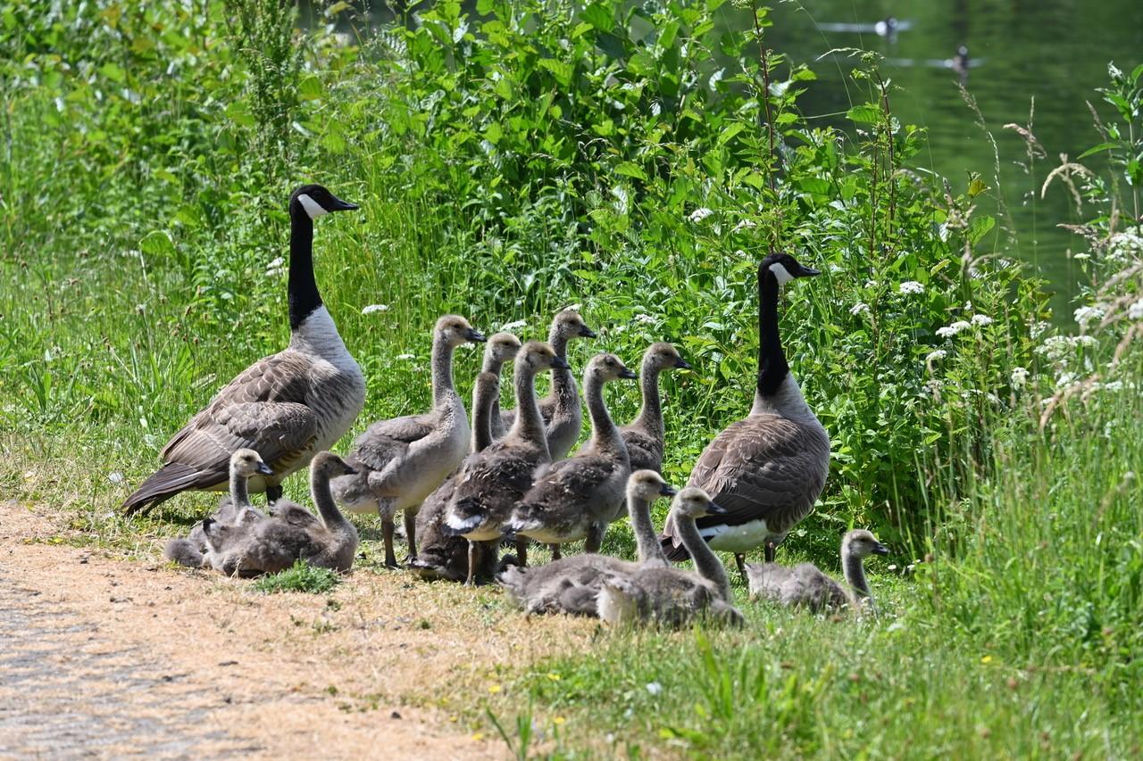 Gänsenachwuchs auf der Wiesent bei Ebermannstadt.