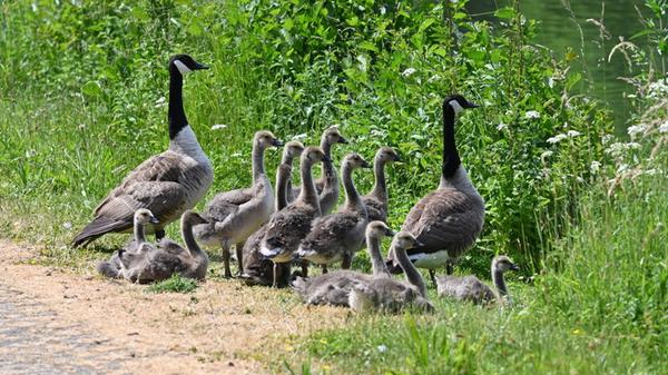 Gänsenachwuchs auf der Wiesent bei Ebermannstadt.