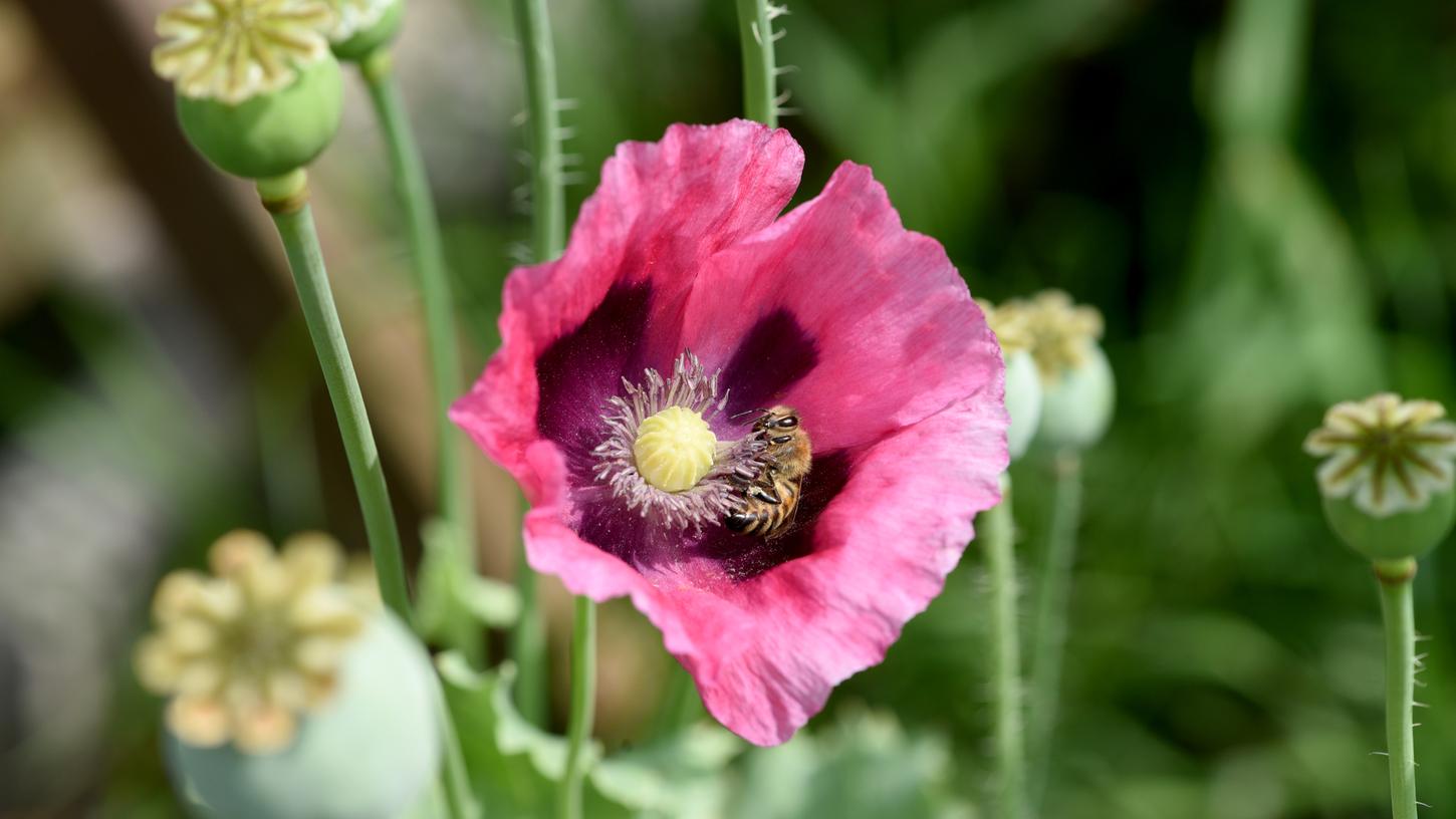 Hübsche, aber gefährliche Blume: Die Samen von Schlafmohn dienen als Grundlage für Opium. Hübsche, aber gefährliche Blume: Die Samen von Schlafmohn dienen als Grundlage für Opium.