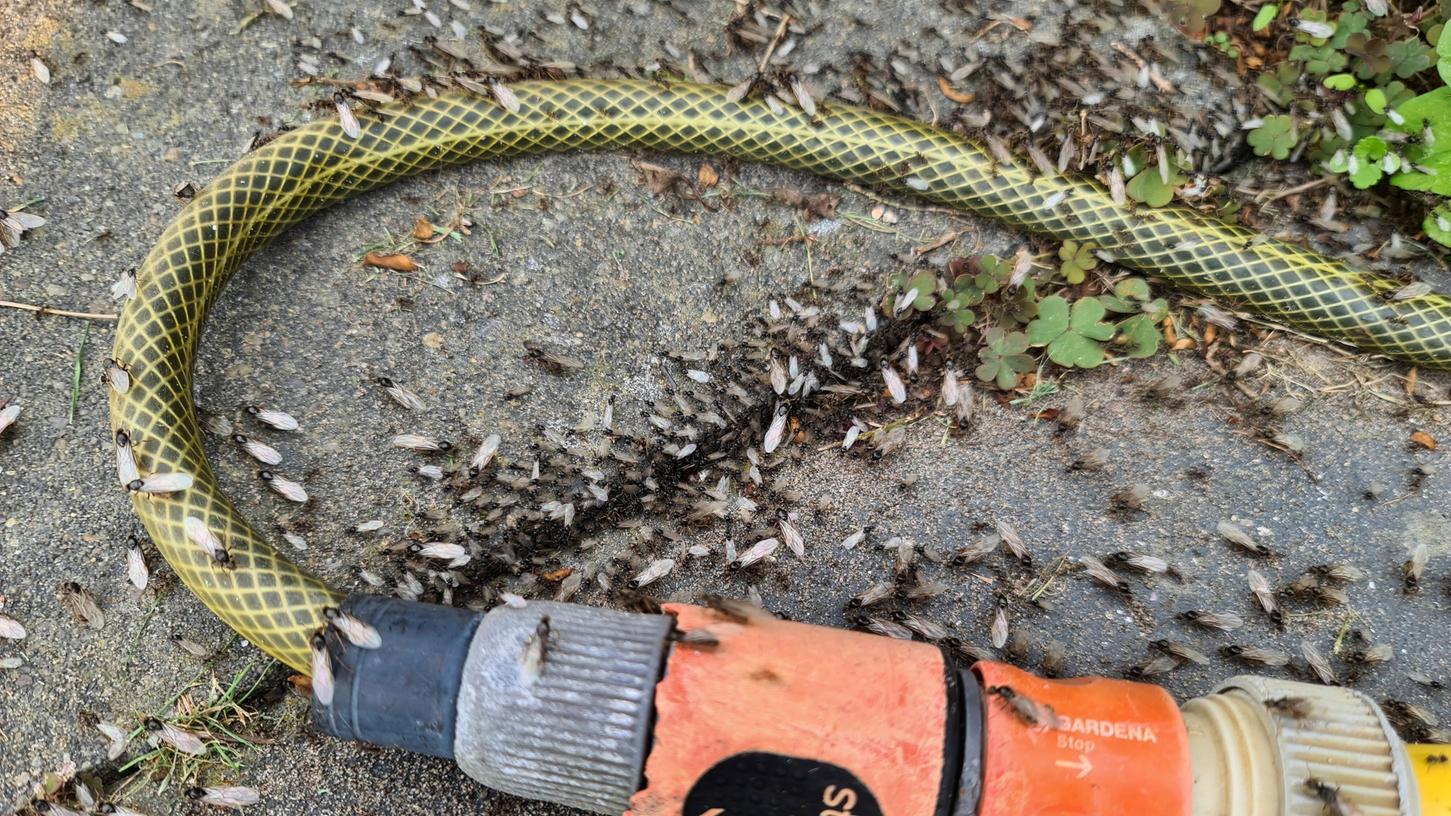 Fliegende Ameisen krabbeln zuhauf aus einer Pflasterritze.