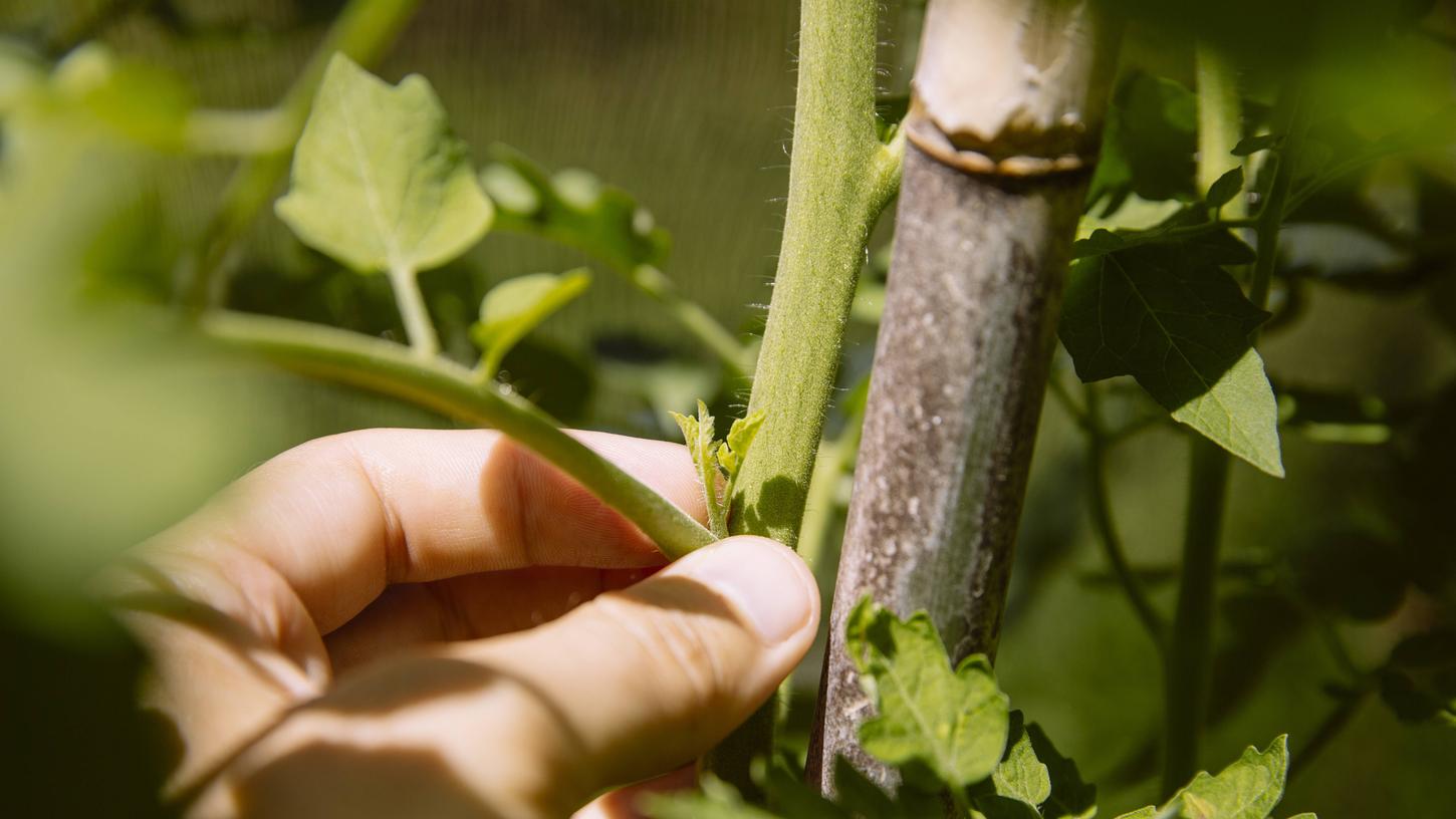 Hier finden Sie eine Anleitung, um Tomaten richtig auszugeizen.