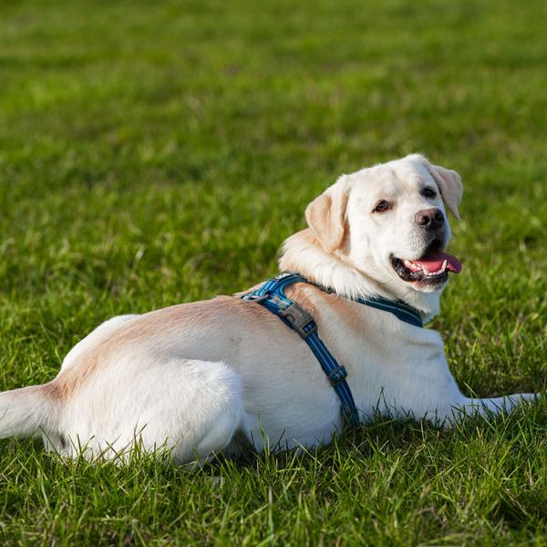 weitere interessante Hundethemen