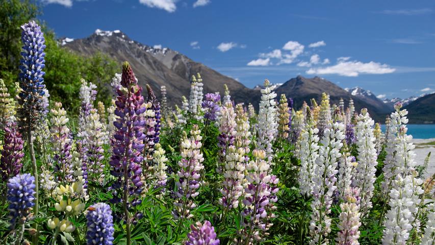 Lupinen Im Garten Die Besten Tipps F r Anbau Pflege lupinen-im-garten-die-besten-tipps-f-r-anbau-pflege