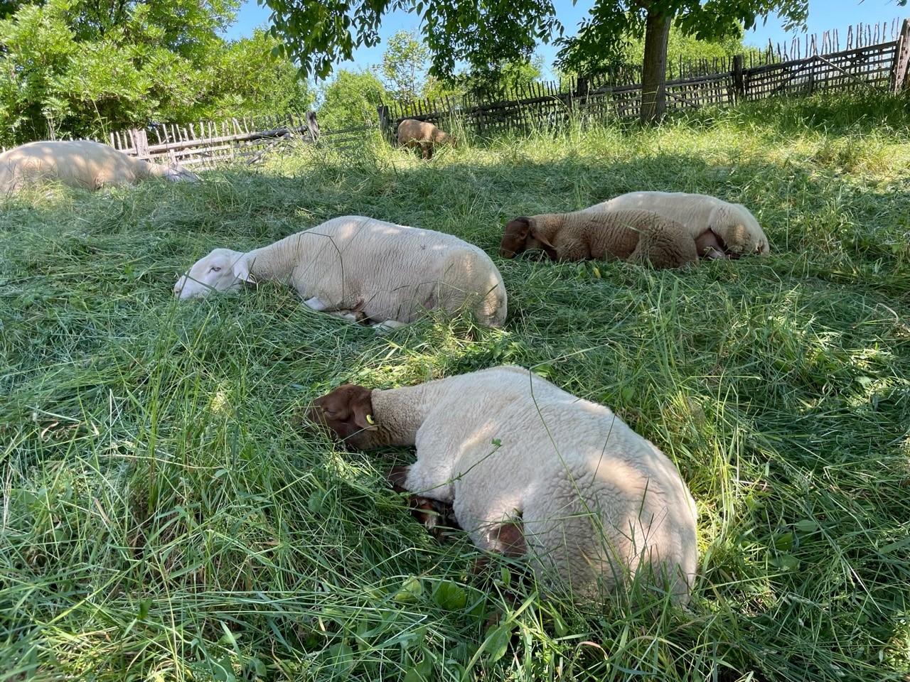 Eine ganz wichtige Aufgabe übernehmen die Coburger Fuchsschafe, die mit Krainer Steinschafen und Merinoschafen im Museum leben. Sie mähen Museumsflächen auf ganz besondere und natürlich Art und Weise. Doch nach der Arbeit muss auch einmal ein Päuschen im Schatten drin sein.
