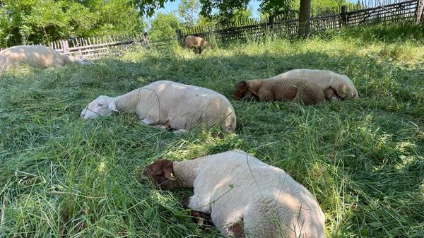 Eine ganz wichtige Aufgabe übernehmen die Coburger Fuchsschafe, die mit Krainer Steinschafen und Merinoschafen im Museum leben. Sie mähen Museumsflächen auf ganz besondere und natürlich Art und Weise. Doch nach der Arbeit muss auch einmal ein Päuschen im Schatten drin sein.