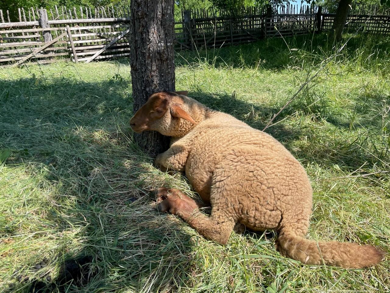 ... genießen das schattige Plätzchen ... 