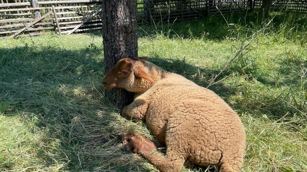 ... genießen das schattige Plätzchen ...