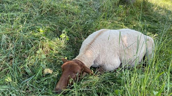 Die einen geben sich dann komplett der Entspannung hin ...