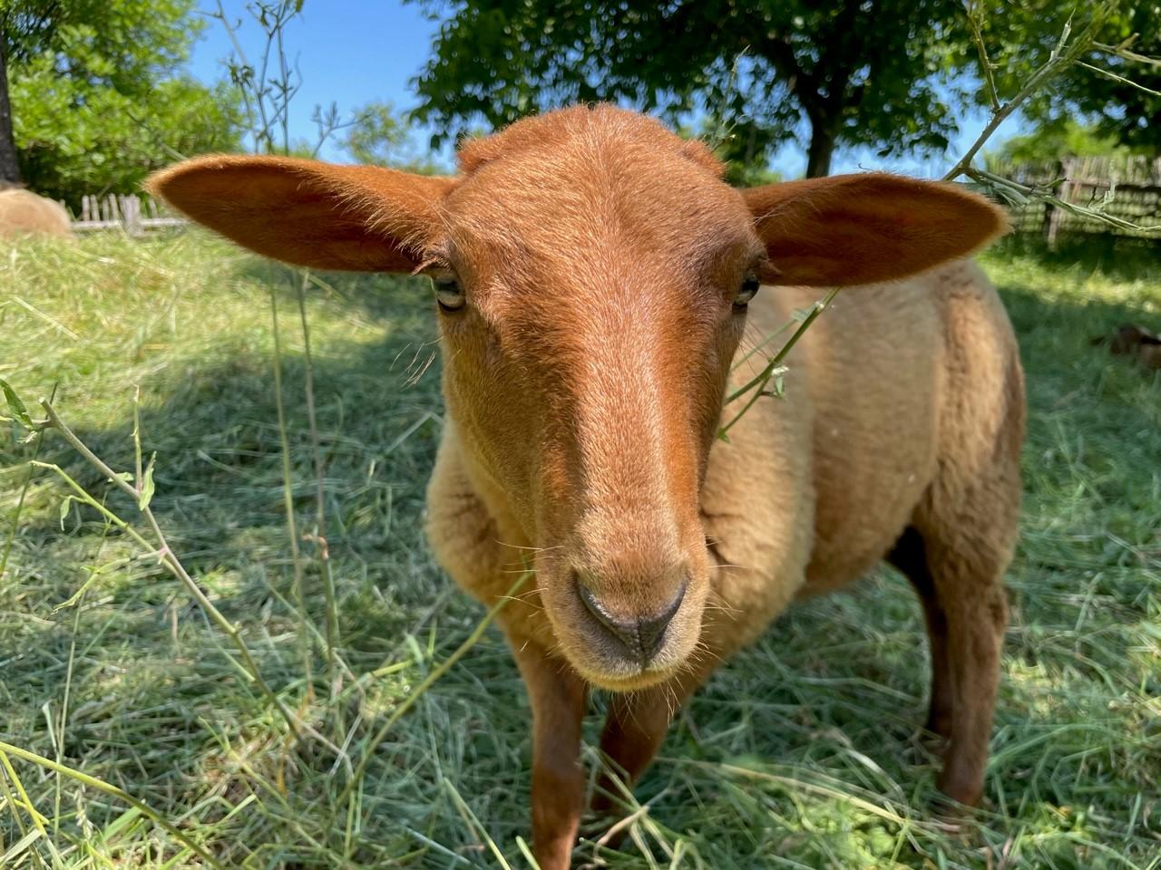 Dieses Coburger Fuchsschaf lässt sich von Museumsgästen schon einmal kraulen. Wie Museums-Ökologin Renate Bärnthol erklärt, wurde es von Mitarbeitenden mit der Flasche aufgezogen.