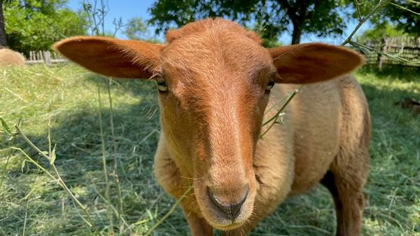 Dieses Coburger Fuchsschaf lässt sich von Museumsgästen schon einmal kraulen. Wie Museums-Ökologin Renate Bärnthol erklärt, wurde es von Mitarbeitenden mit der Flasche aufgezogen.