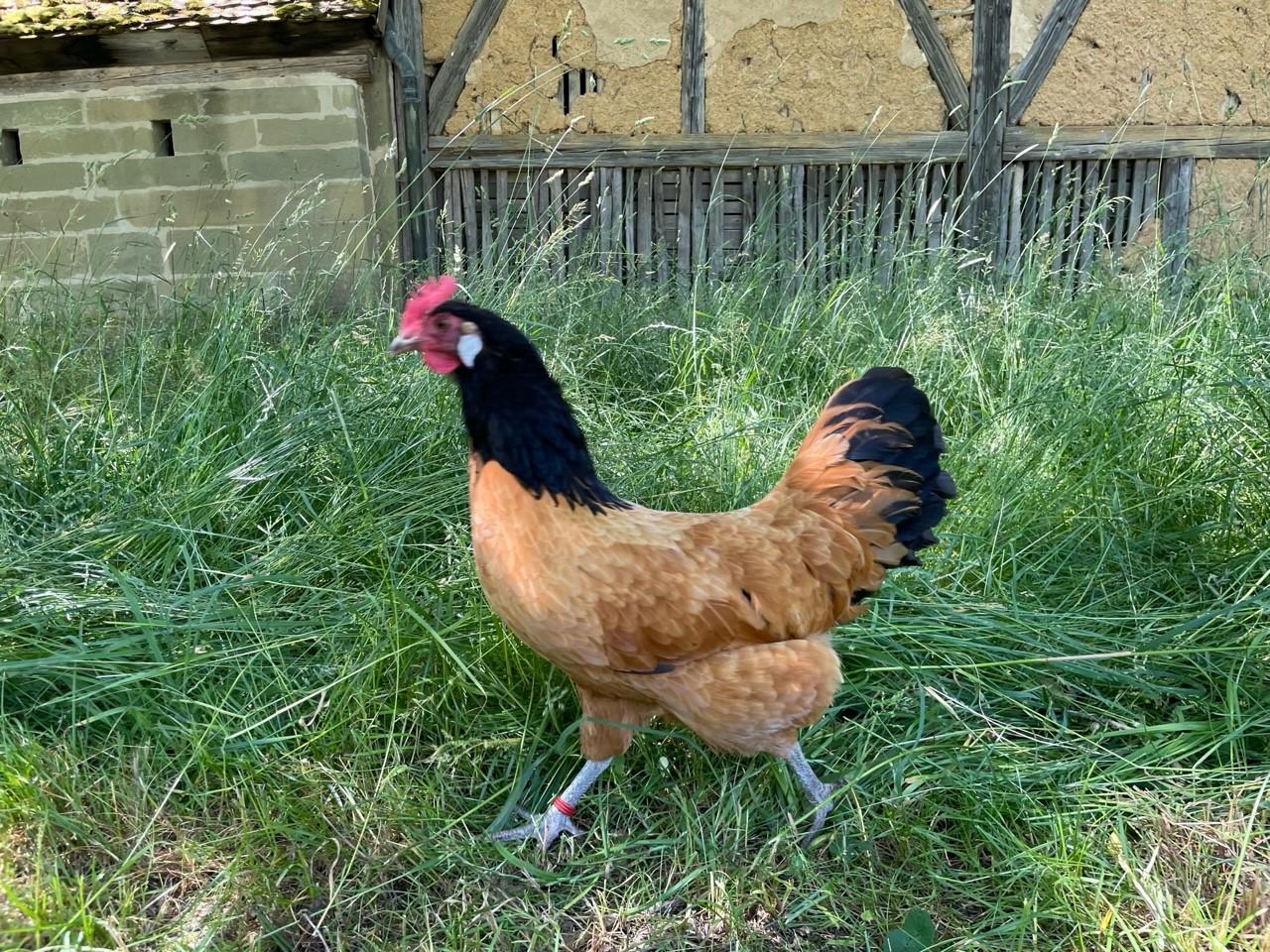 Auf dem insgesamt 45 Hektar großen Freilandmuseumsgelände kann es immer wieder passieren, dass Besuchern Vorwerk-Hühner über den Weg laufen, ...