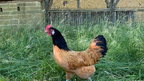 Auf dem insgesamt 45 Hektar großen Freilandmuseumsgelände kann es immer wieder passieren, dass Besuchern Vorwerk-Hühner über den Weg laufen, ...