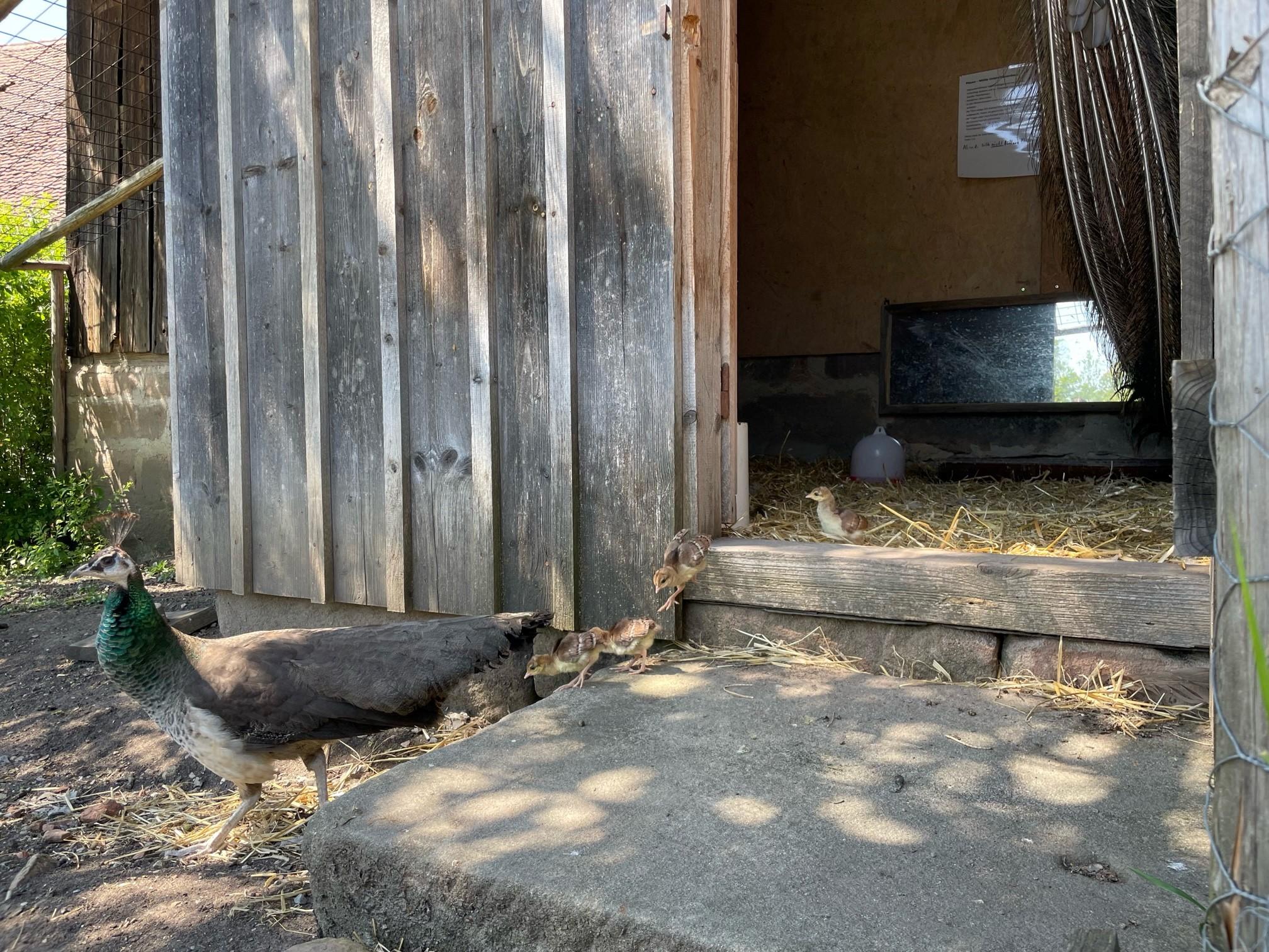 Die Pfauenmutter mit ihren vier Kindern ist dagegen in der Voliere unterwegs. Ein sehr goldiges Erlebnis ist es, wenn die Kleinen gerade die Treppenstufen hinunter- oder hinaufhüpfen.