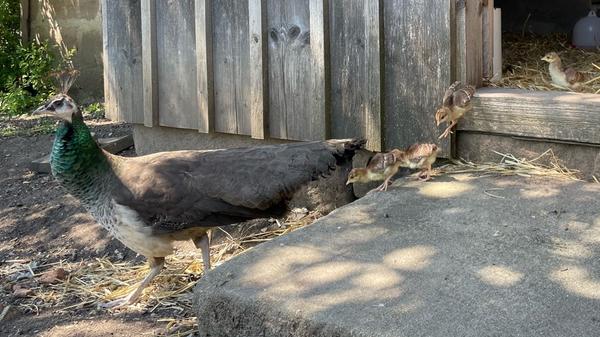 Die Pfauenmutter mit ihren vier Kindern ist dagegen in der Voliere unterwegs. Ein sehr goldiges Erlebnis ist es, wenn die Kleinen gerade die Treppenstufen hinunter- oder hinaufhüpfen.