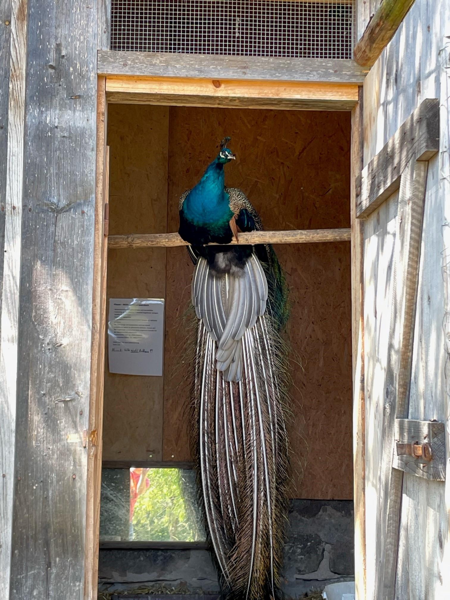 Wenn der Pfau die Besucherinnen und Besucher nicht gerade mit seinem Feder-Rad begeistert, sitzt er auch gerne einfach mal auf seiner Stange. 