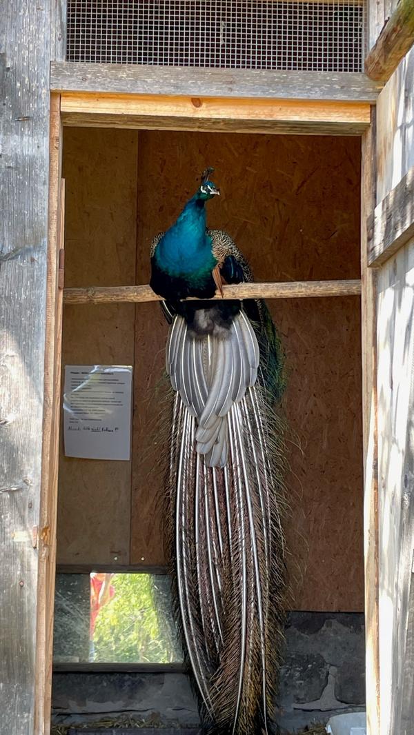 Wenn der Pfau die Besucherinnen und Besucher nicht gerade mit seinem Feder-Rad begeistert, sitzt er auch gerne einfach mal auf seiner Stange.