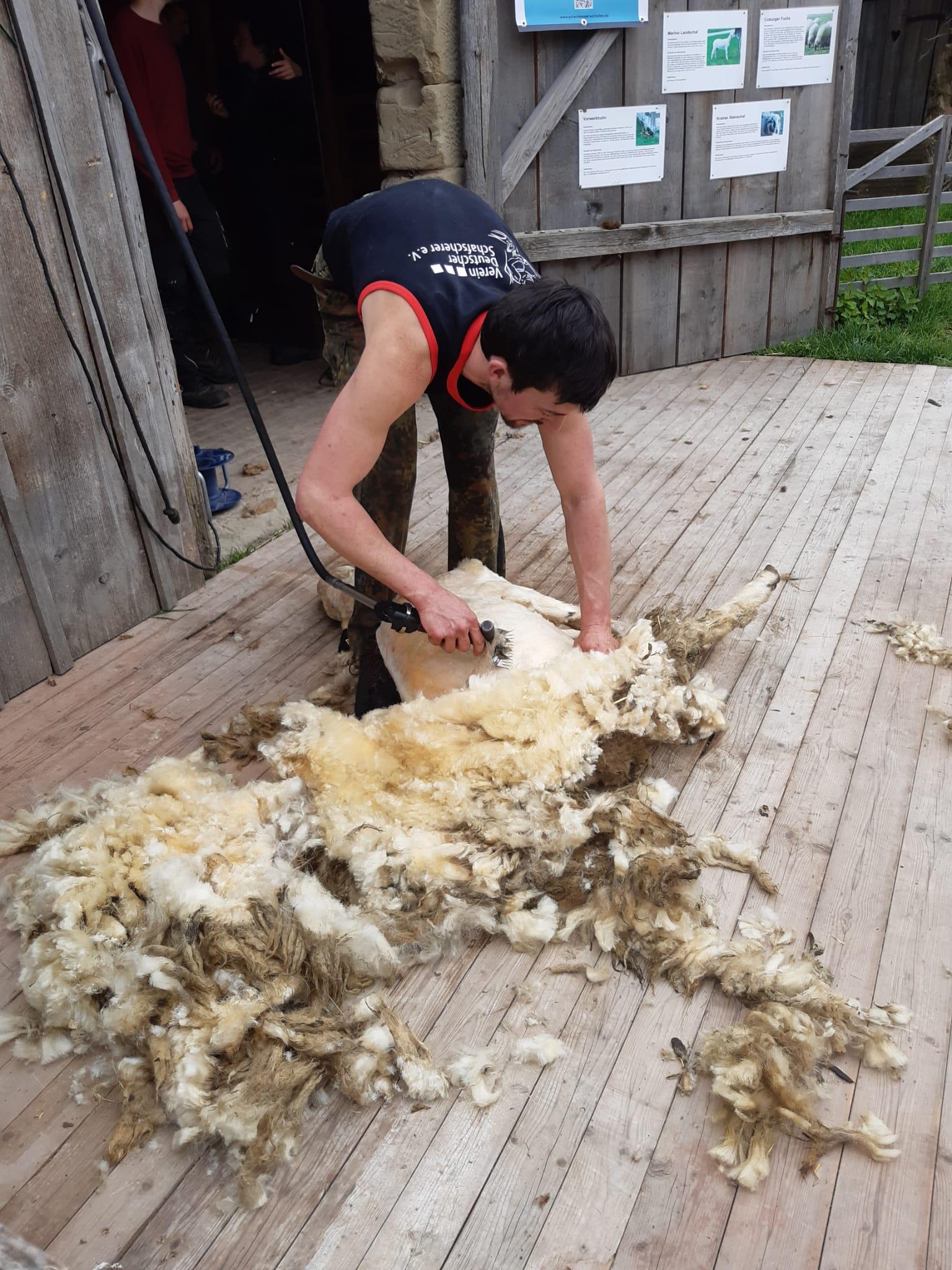 Doch wie zuletzt bei der öffentlichen Schafschur geht es manchmal auch ganz schön wollig zur Sache. 