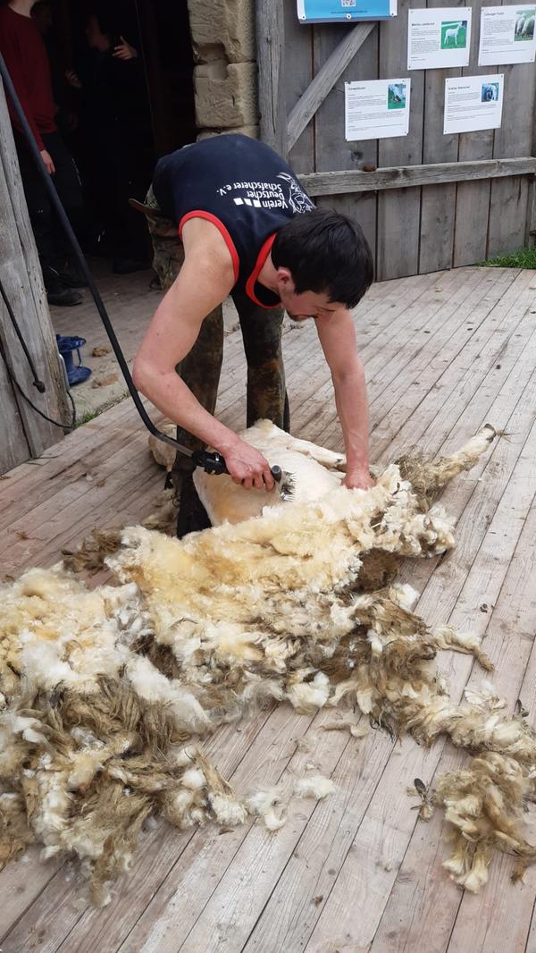 Doch wie zuletzt bei der öffentlichen Schafschur geht es manchmal auch ganz schön wollig zur Sache.