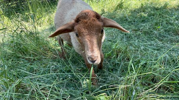 ... oder mampfen doch lieber ein bisschen was zwischendurch.
