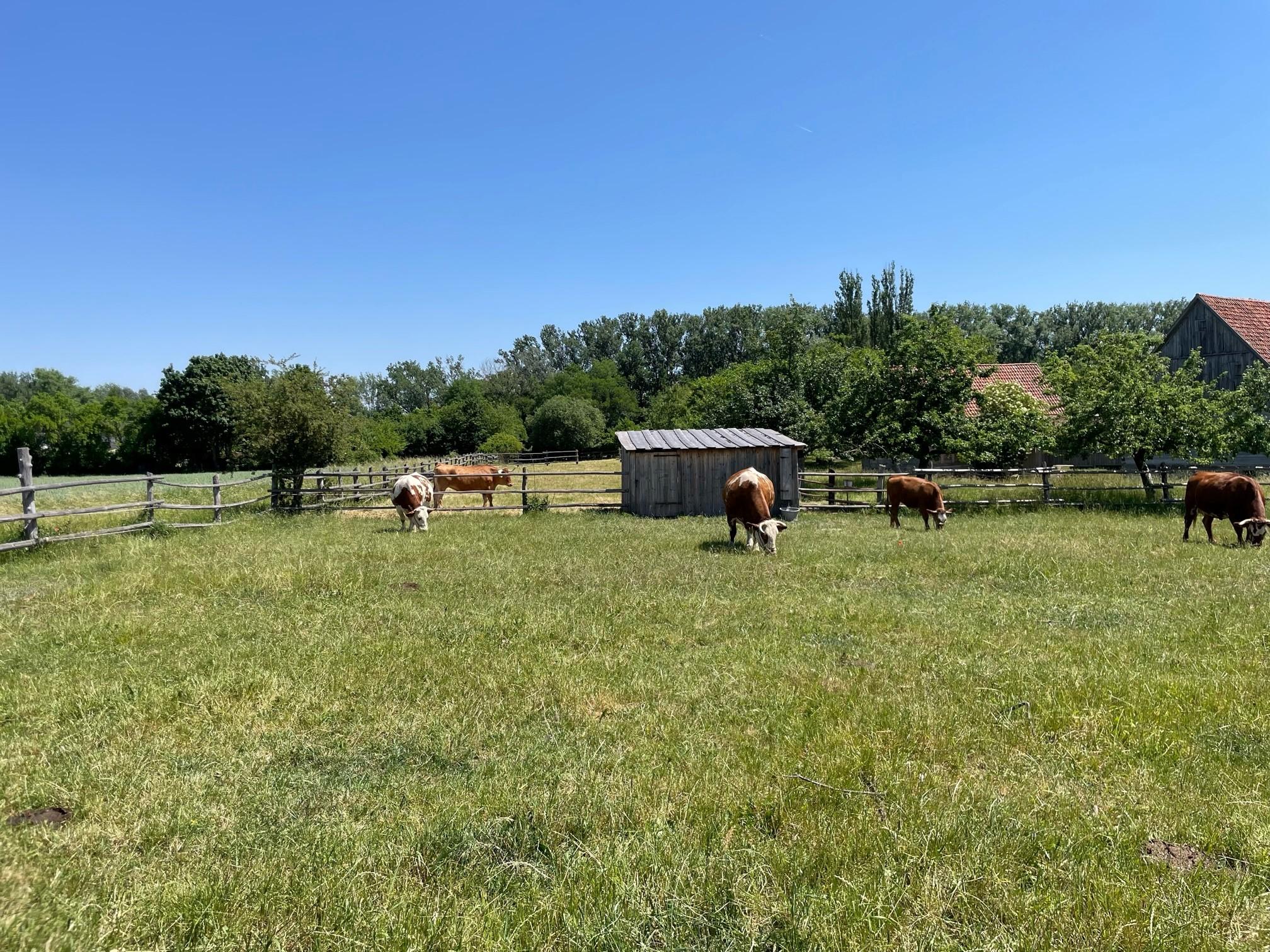 In den Sommermonaten leben sie auf einer Weide im Museum. 