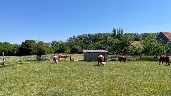 In den Sommermonaten leben sie auf einer Weide im Museum.