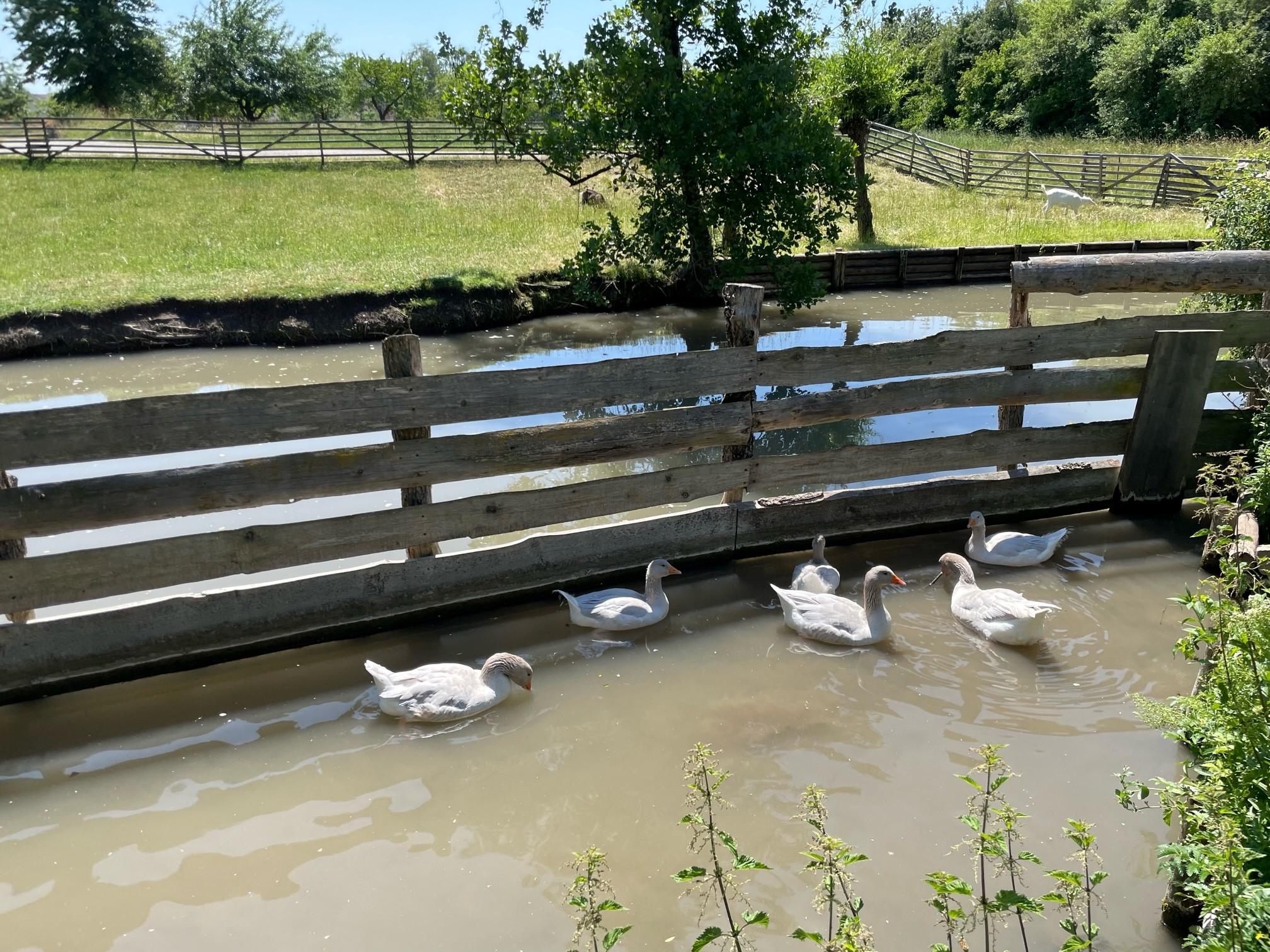 Ebenfalls eine gefährdete Art ist die Fränkische Landgans, die ebenso im Freilandmuseum zu bestaunen ist.