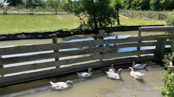 Ebenfalls eine gefährdete Art ist die Fränkische Landgans, die ebenso im Freilandmuseum zu bestaunen ist.