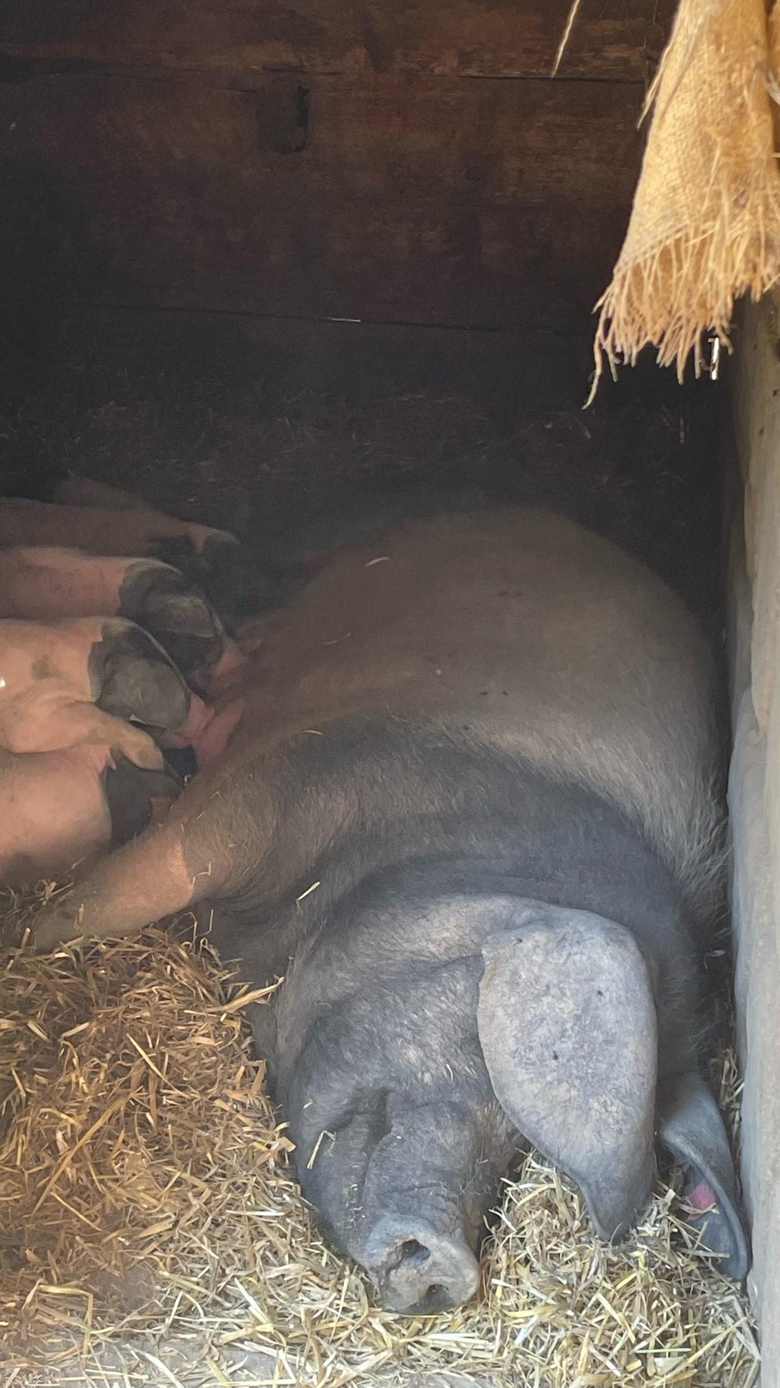 Für Alicia ist das harte Arbeit, doch sie nimmt es sehr gelassen hin.