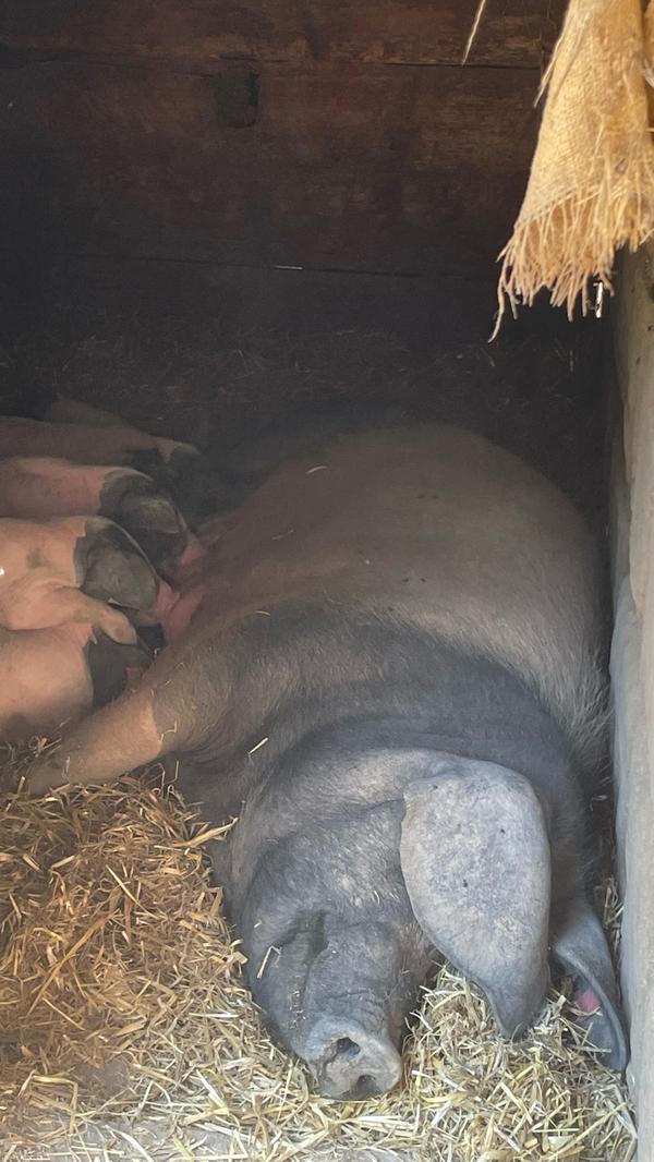 Für Alicia ist das harte Arbeit, doch sie nimmt es sehr gelassen hin.