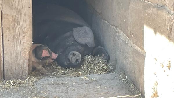 Ein absoluter Höhepunkt sind derzeit die kleinen Ferkelchen von der Schwäbisch-Hällischen Sau Alicia, die hier ihre Mittagsruhe genießt.