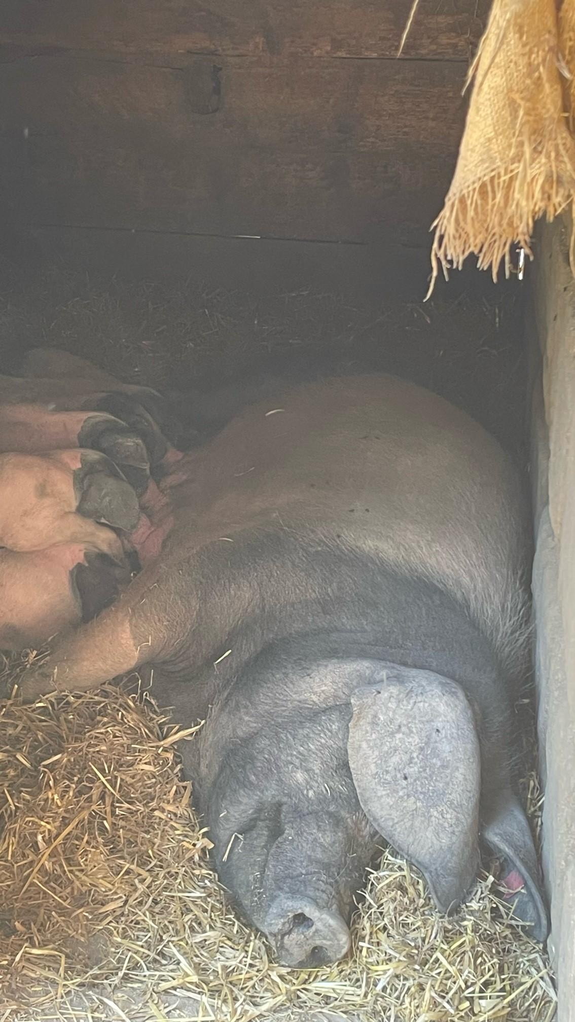 Doch dann haben die neun Ferkel ganz schön Hunger. 