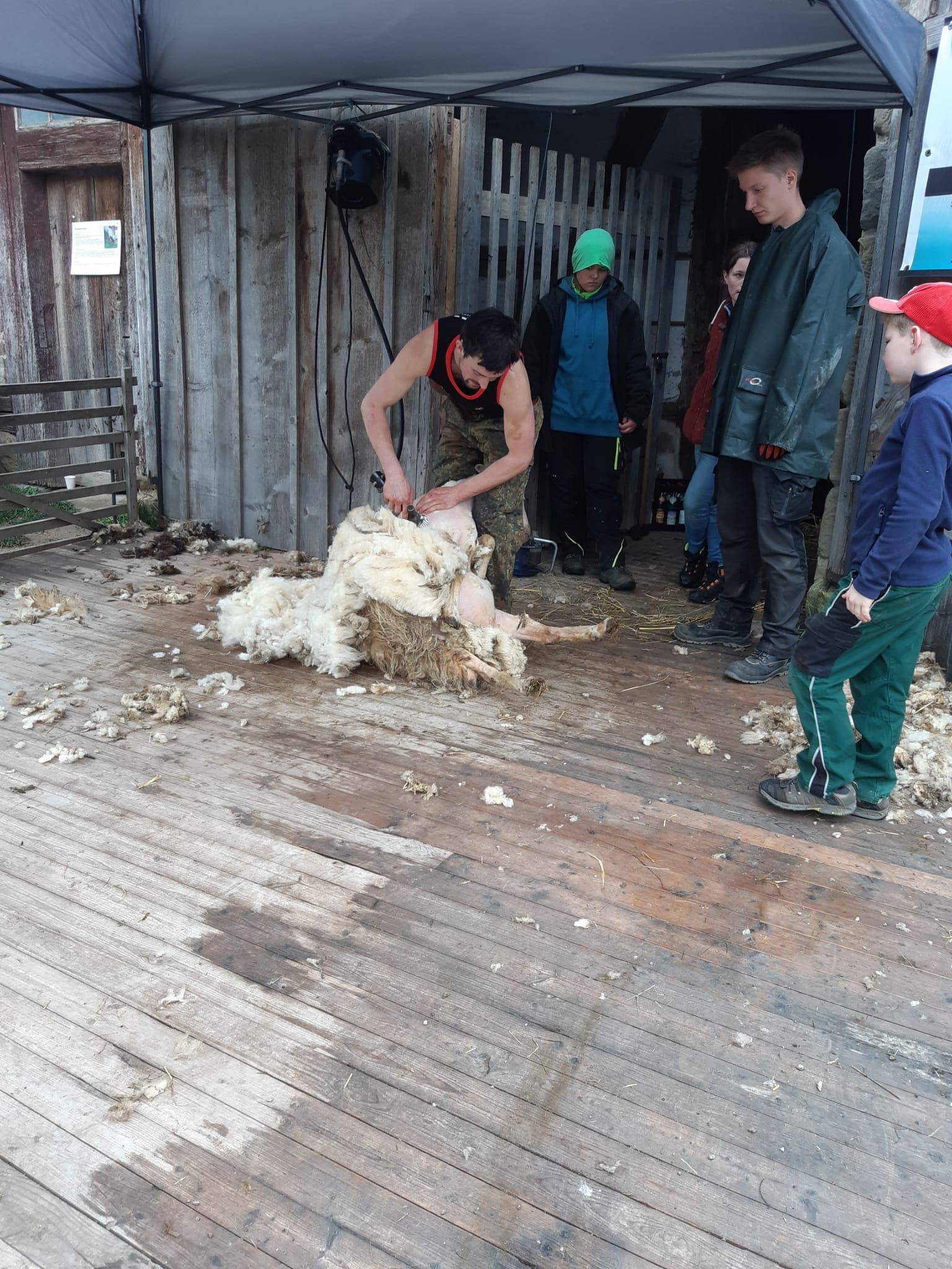 Die Wolle konnten Besucherinnen und Besucher gegen eine Spende mitnehmen. 