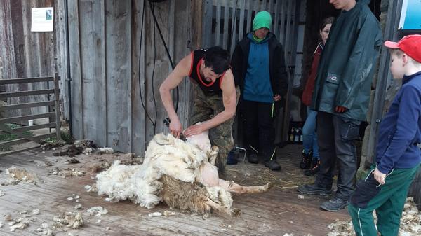 Die Wolle konnten Besucherinnen und Besucher gegen eine Spende mitnehmen.