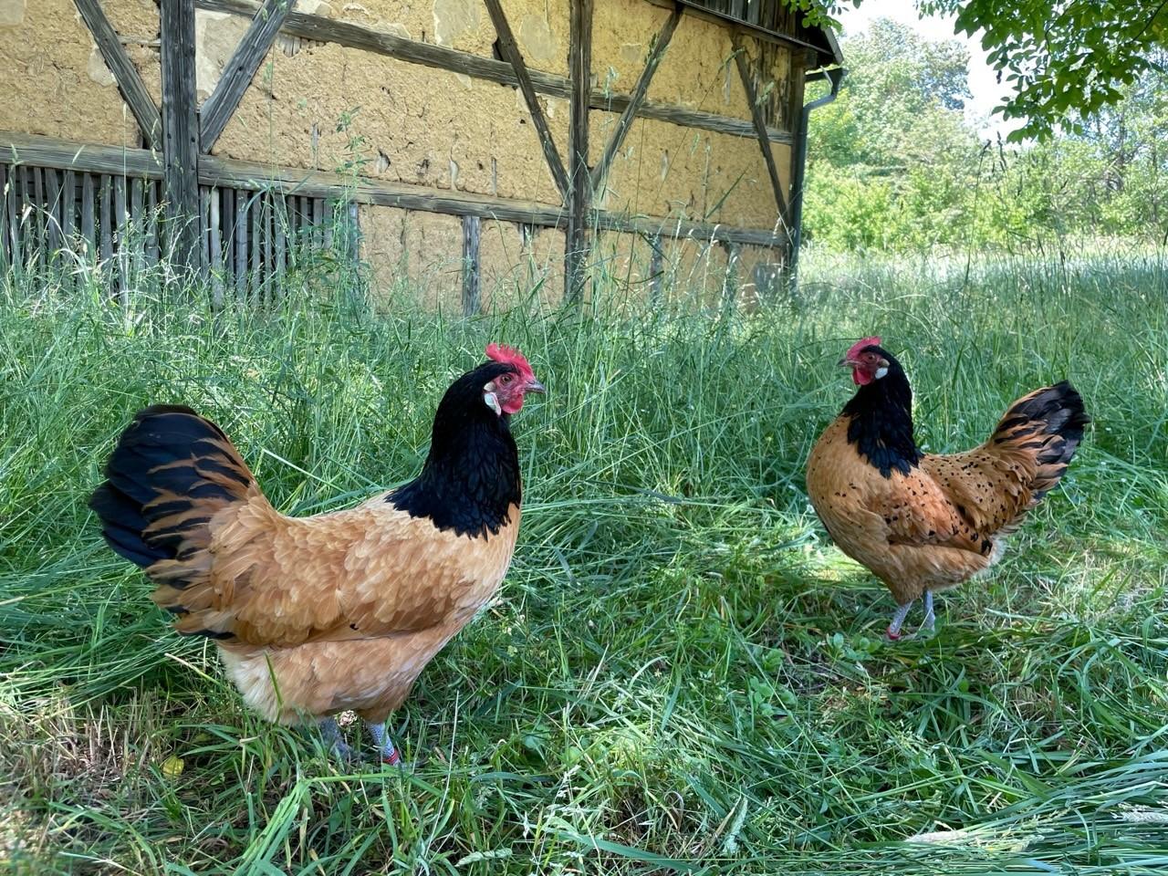 ... mit der Staubsauger-Marke haben sie freilich nichts zu tun, gelten aber als zutraulich und gutmütig.