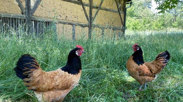 ... mit der Staubsauger-Marke haben sie freilich nichts zu tun, gelten aber als zutraulich und gutmütig.