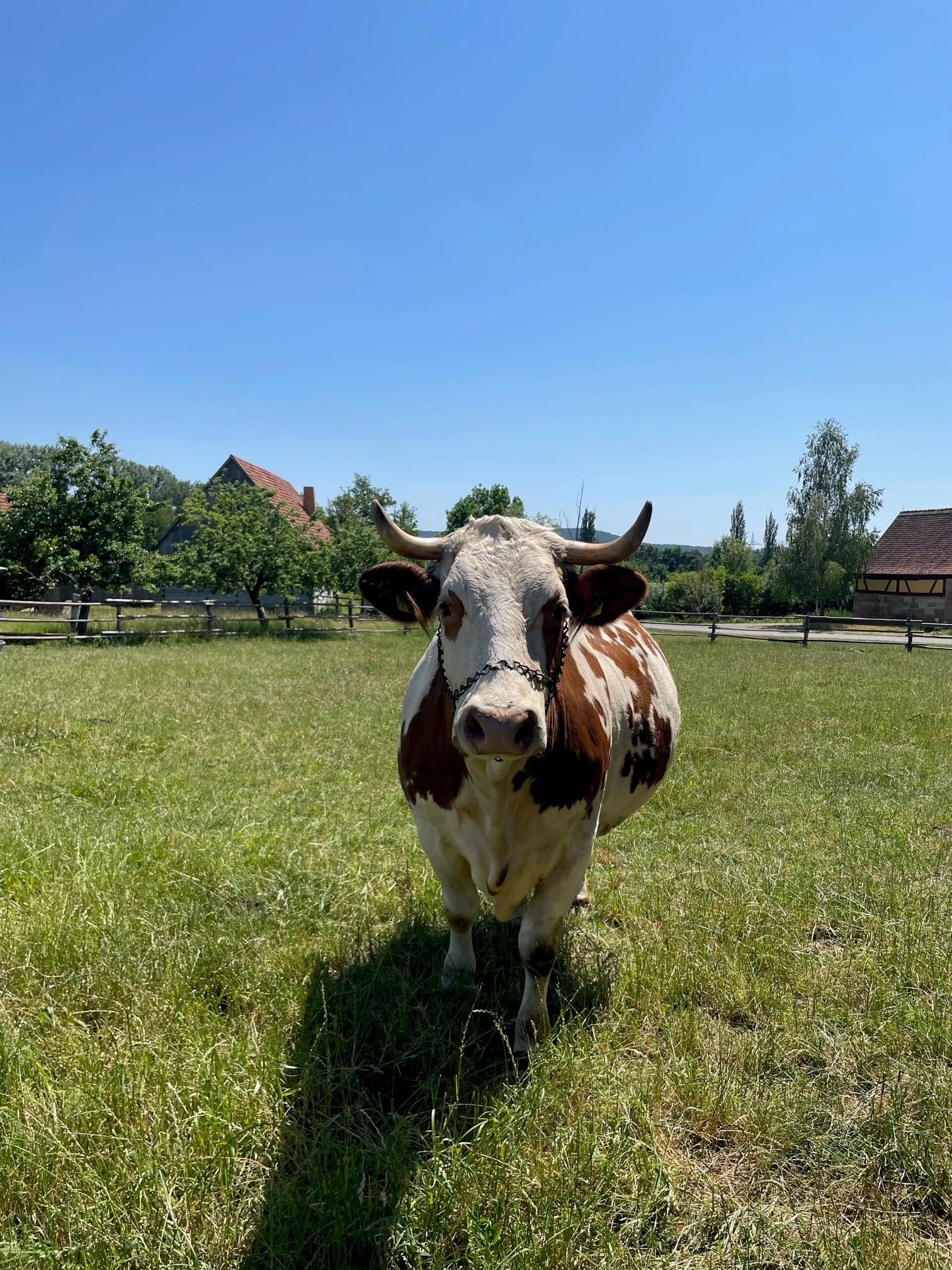 Doch zu den gefährdetsten Tierarten im Freilandmuseum gehören diese Rinder: fünf Ansbach-Triesdorfer Tiger gibt es.