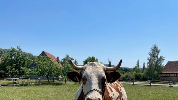 Doch zu den gefährdetsten Tierarten im Freilandmuseum gehören diese Rinder: fünf Ansbach-Triesdorfer Tiger gibt es.
