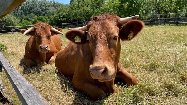 Neben den mehr als 100 historischen Bauwerken gibt es im Fränkischen Freilandmuseum in Bad Windsheim auch rund 130 Tiere. Eines ist dabei goldiger oder imposanter als das andere. Ein Beispiel? Gestatten: Fritz und Hanni, Süddeutsche Gelbvieh-Ochsen. Einen exklusiven Beitrag über die Tiere im Freilandmuseum finden Sie auf nn.de.